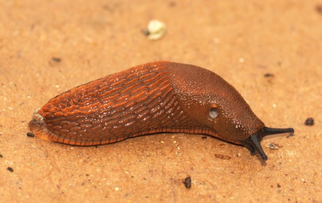 ARIONIDAE , Arion rufus