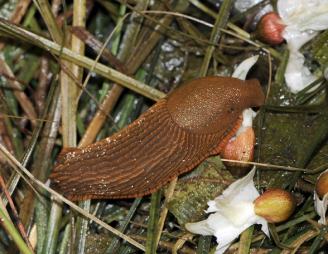 ARIONIDAE , Arion rufus