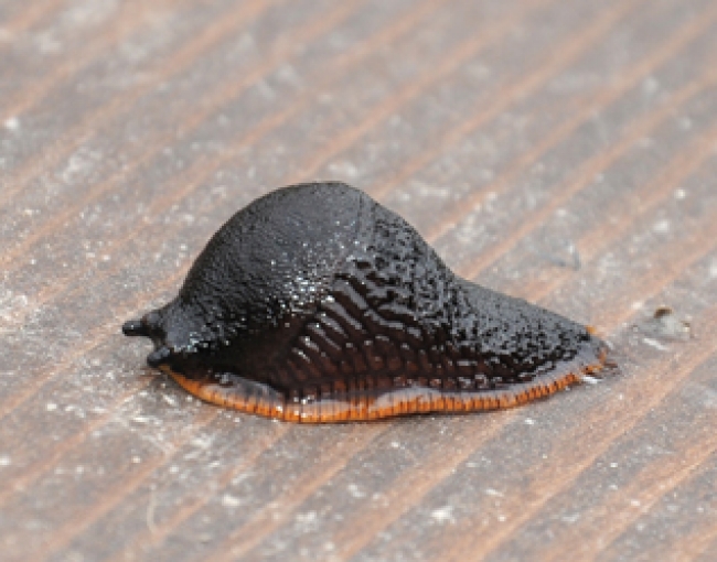 ARIONIDAE , Arion rufus