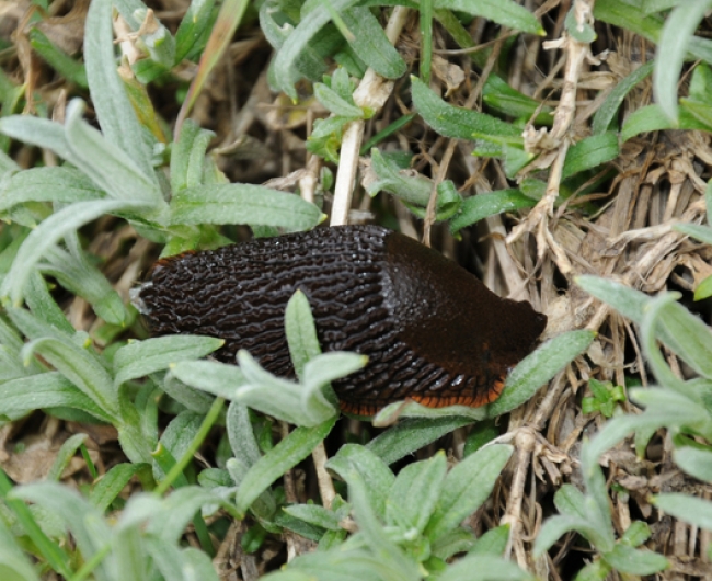 ARIONIDAE , Arion rufus