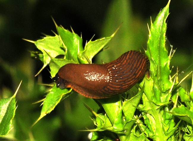 ARIONIDAE , Arion rufus