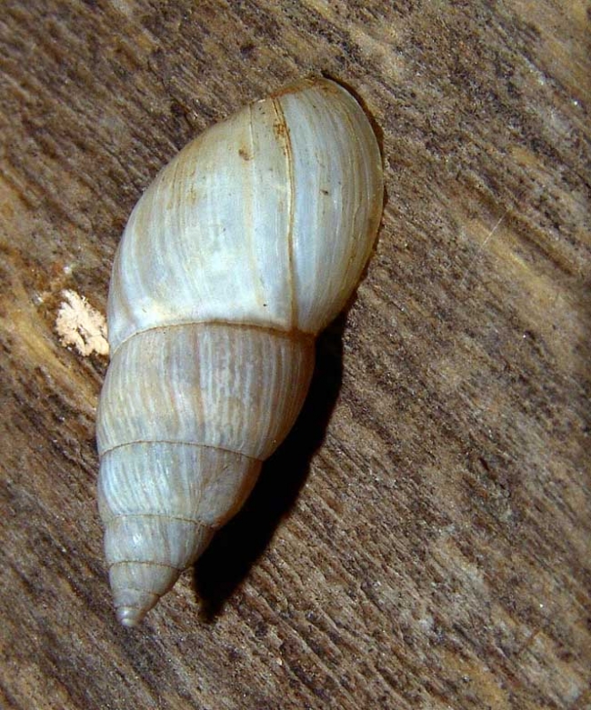 ORTHALICIDAE Bulimulus Sporadicus orthalicidae-bulimulus-sporadicus