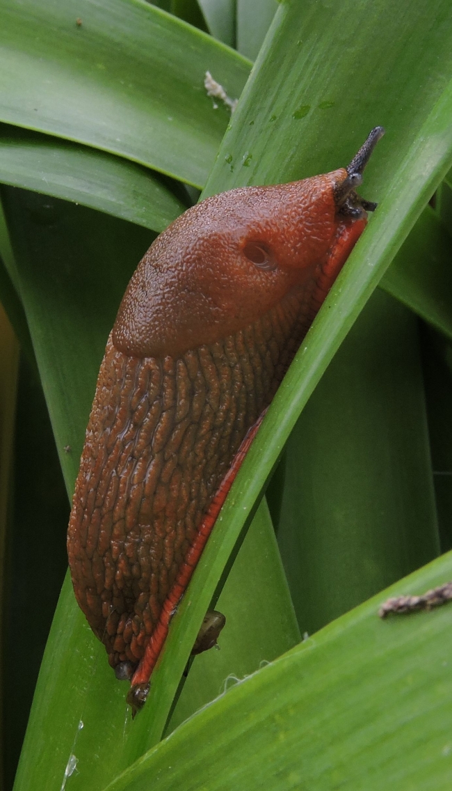 ARIONIDAE , Arion rufus