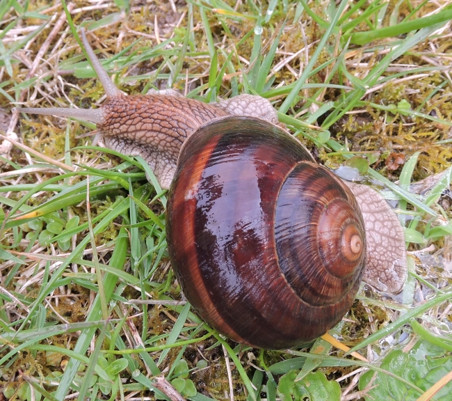 HELICIDAE , Helix lucorum