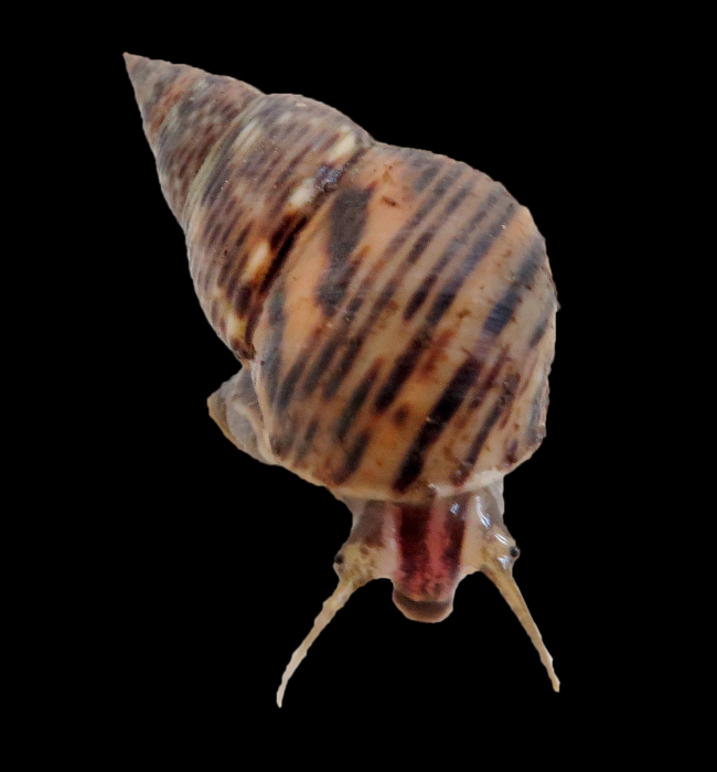 LITTORINIDAE , Littoraria articulata
