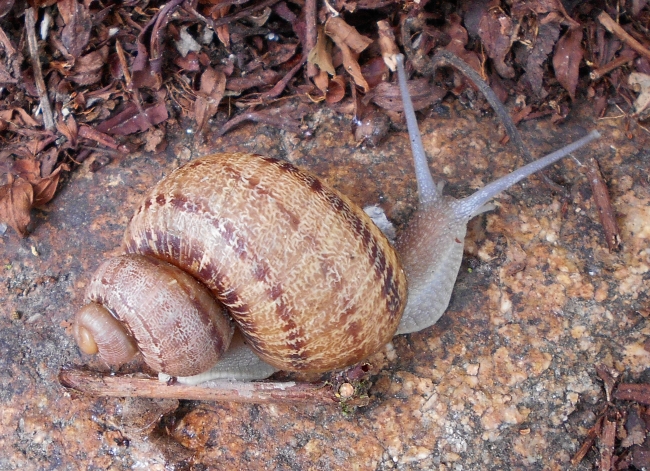HELICIDAE , Cornu aspersum 