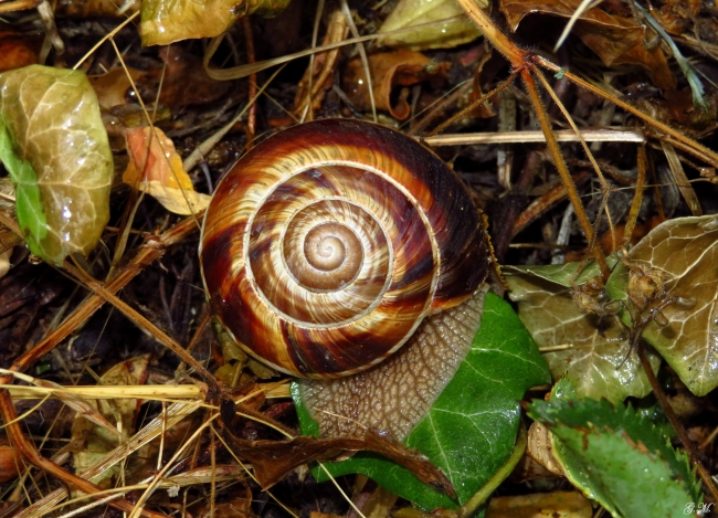 Helix Insect HELICIDAE , Helix lucorum