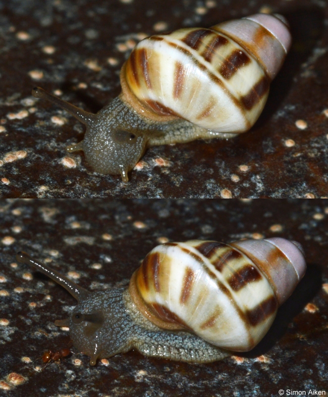 ORTHALICIDAE Liguus Fasciatus orthalicidae-liguus-fasciatus